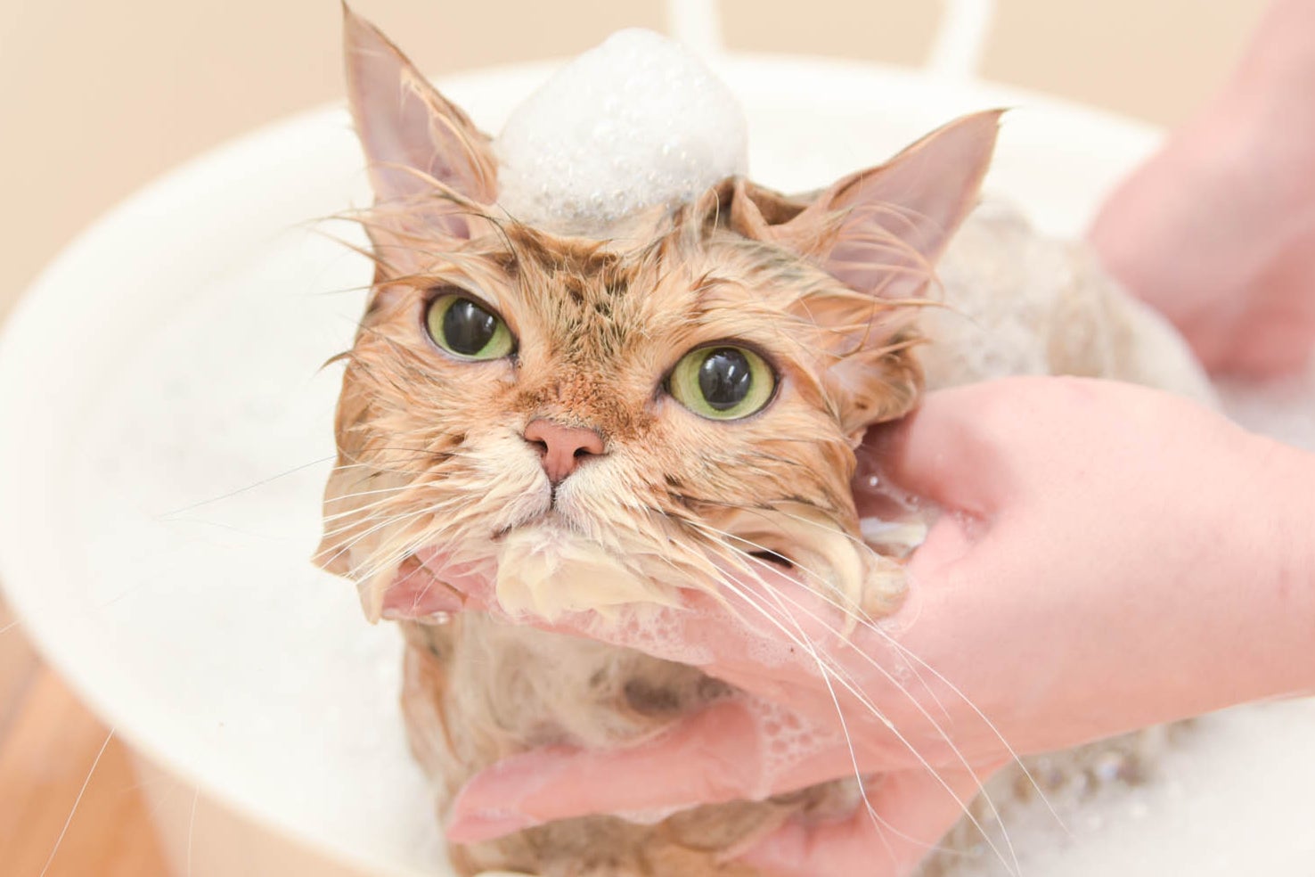 ねこべや東京店 |世田谷 桜新町| 猫専用個室ペットホテル＆猫専用